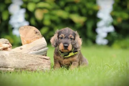 Teckel nain puppy te koop