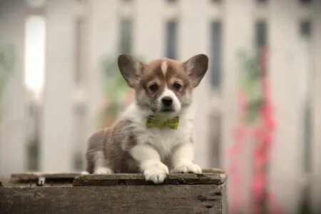 Welsh Corgi Pembroke puppy te koop