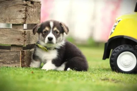 Welsh Corgi Pembroke puppy te koop