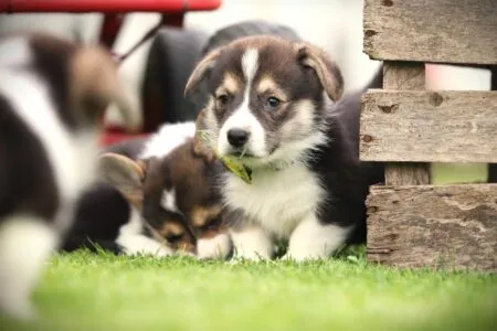 Welsh Corgi Pembroke puppy te koop