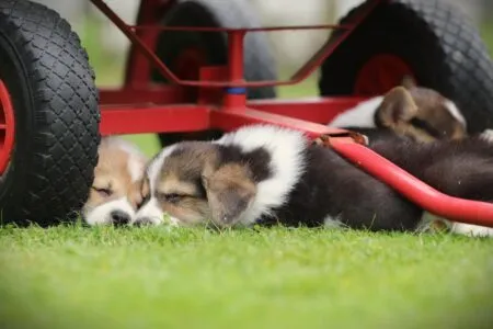 Welsh Corgi Pembroke puppy te koop