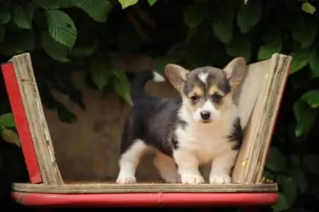Welsh Corgi Pembroke puppy te koop