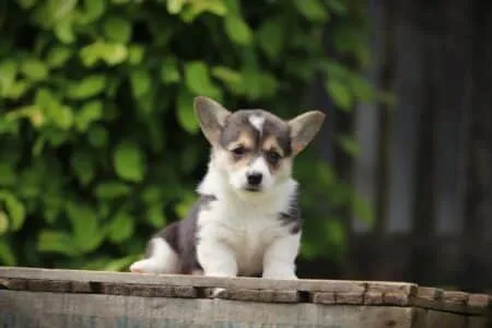 Welsh Corgi Pembroke puppy te koop