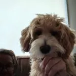 Maltipoo - jack 1