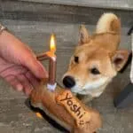 Shiba inu - yoshi 2