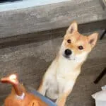Shiba inu - yoshi 3