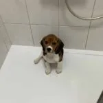 Beagle - billie 10