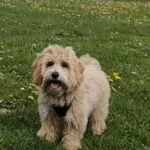 Maltipoo - jack 2