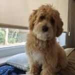 Maltipoo - jack 3