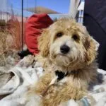 Maltipoo - jack 4