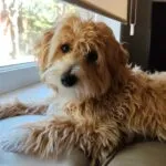Maltipoo - jack 5