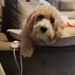 Maltipoo - jack 6