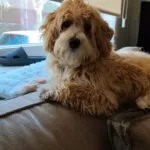 Maltipoo - jack 7