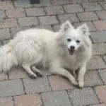 Pomsky - honey & akila 10