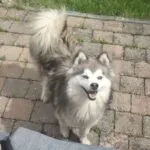 Pomsky - honey & akila 12
