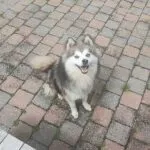 Pomsky - honey & akila 11