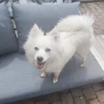 Pomsky - honey & akila 9