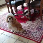 Amerikaanse cocker spaniël - billie 3