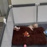 Maltipoo - zazoe 1