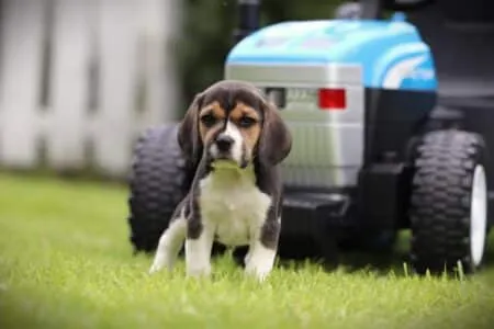 Beagle puppy te koop