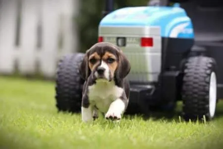 Beagle puppy te koop