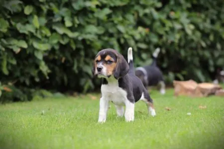 Beagle puppy te koop