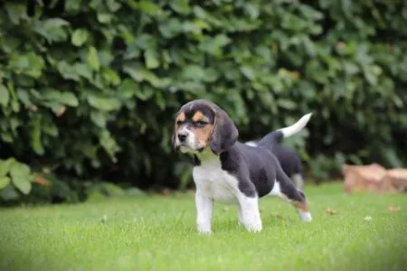 Beagle puppy te koop