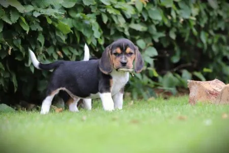 Beagle puppy te koop