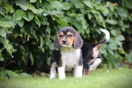 Beagle puppy te koop
