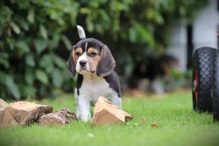 Beagle puppy te koop