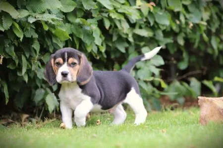 Beagle puppy te koop