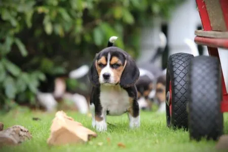 Beagle puppy te koop