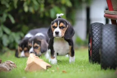 Beagle puppy te koop