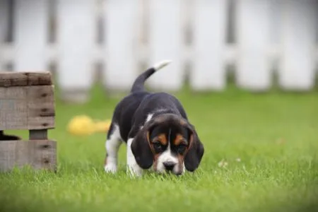 Beagle puppy te koop