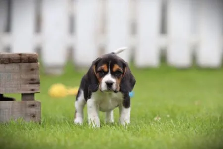 Beagle puppy te koop