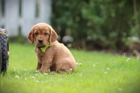 Cockapoo puppy te koop