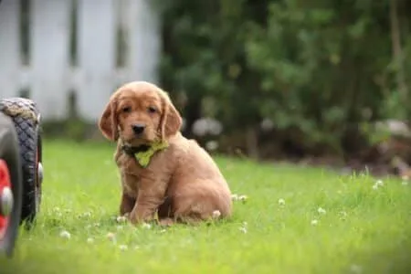 Cockapoo puppy te koop