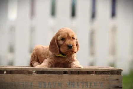 Cockapoo puppy te koop