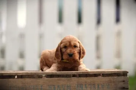 Cockapoo puppy te koop