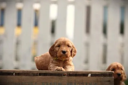 Cockapoo puppy te koop