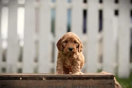 Cockapoo puppy te koop