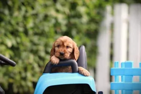 Cockapoo puppy te koop