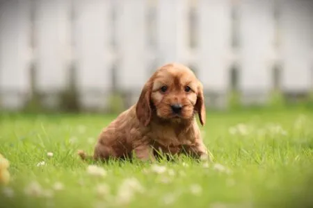 Cockapoo puppy te koop