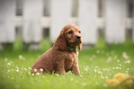Cockapoo puppy te koop