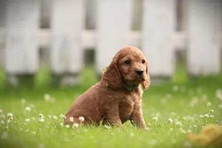 Cockapoo puppy te koop