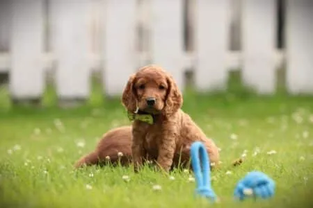 Cockapoo puppy te koop