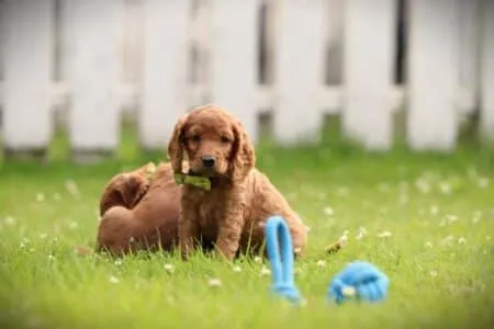 Cockapoo puppy te koop