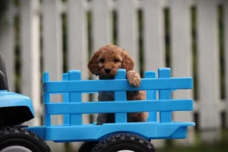 Cockapoo puppy te koop