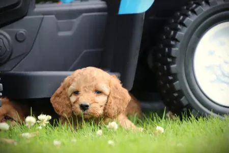 Cockapoo puppy te koop