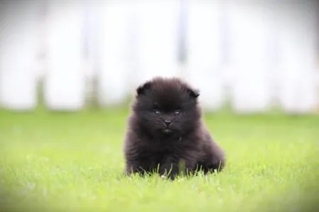 Dwergkees puppy te koop
